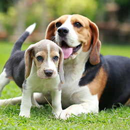 Dog Health
