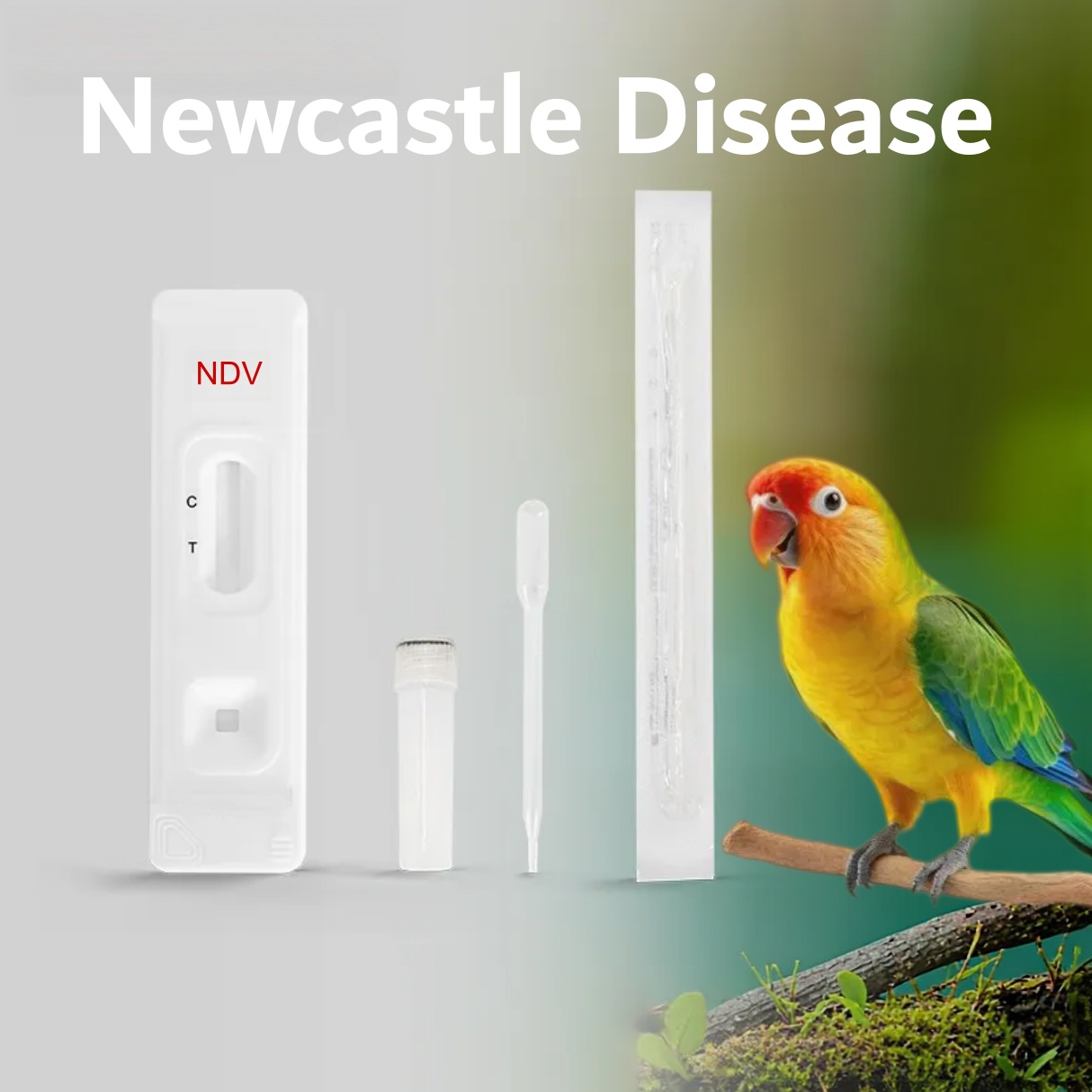 Newcastle Disease Virus (NDV) Antigen Rapid Test Kit for Poultry and Birds